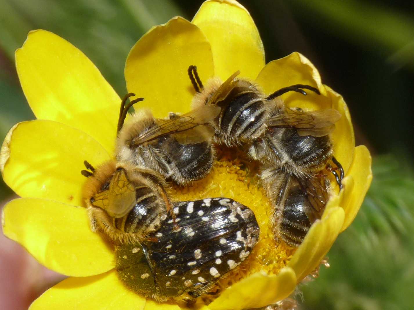 Buonanotte!  Dormitorio di piccoli apoidei (Eucera sp?)